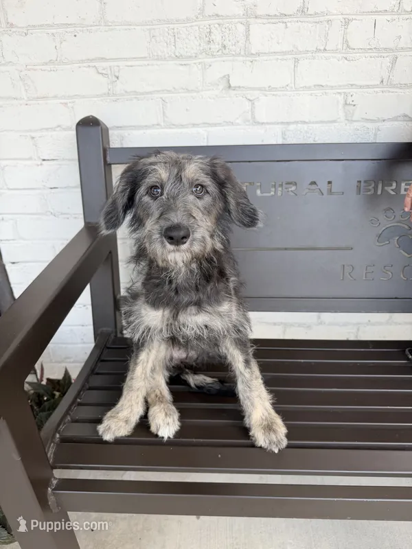 Sianna – Shepadoodle puppy for sale in Concord, NC
