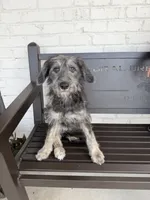 Sianna, a female Shepadoodle for sale in Concord, NC – 1 of 9