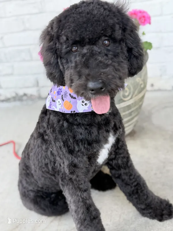 Rarity – Miniature Bernedoodle puppy for sale in Concord, NC