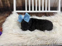 Raven, a female Miniature Bernedoodle for sale in Concord, NC – Photo 4 of 5