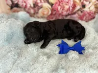 Raven, a female Miniature Bernedoodle for sale in Concord, NC – Photo 3 of 5