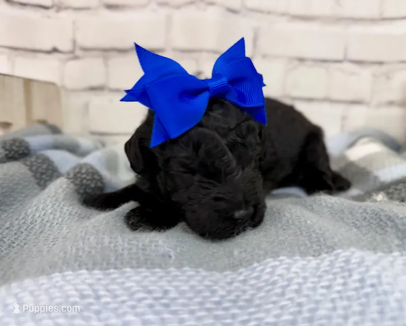 Raven – Miniature Bernedoodle puppy for sale in Concord, NC