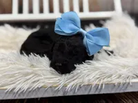 Raven, a female Miniature Bernedoodle for sale in Concord, NC – Photo 2 of 5