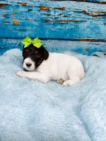 Blossom, a female Poodle - Standard  for sale in Concord, NC – 2 of 3
