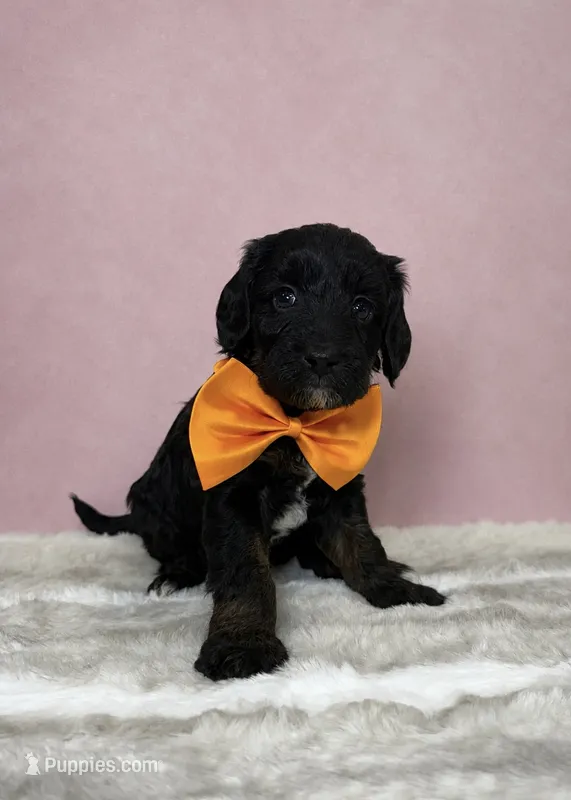 Callum – Miniature Goldendoodle puppy for sale in Concord, NC