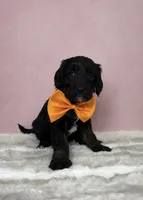 Callum, a male Miniature Goldendoodle for sale in Concord, NC – 1 of 3
