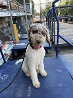 Tess, a female Shepadoodle for sale in Concord, NC – 2 of 3