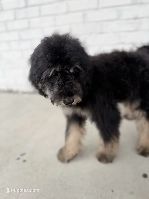 Adyen – Poodle - Miniature  puppy for sale in Concord, NC