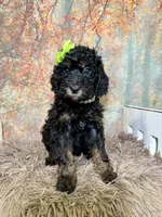 Aria, a female Poodle - Miniature  for sale in Concord, NC – 2 of 5