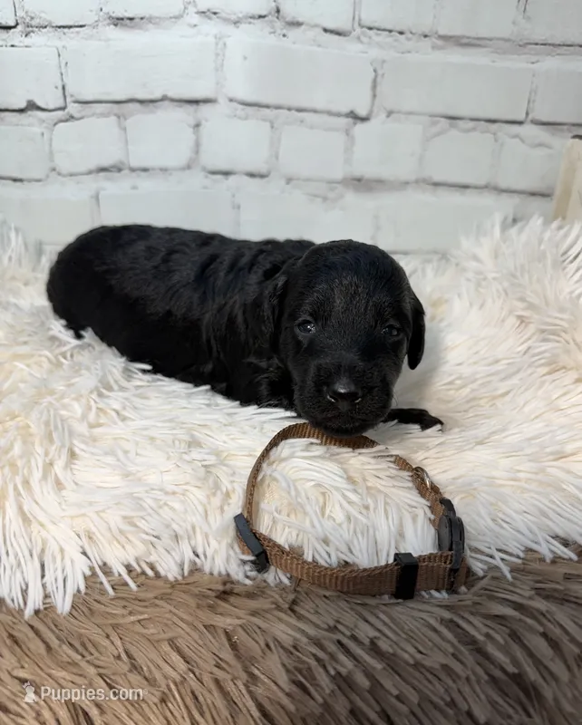 Tatum – Poodle - Miniature , Shepadoodle puppy for sale in Concord, NC