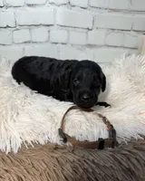 Tatum, a male Poodle - Miniature  and Shepadoodle for sale in Concord, NC – 3 of 6