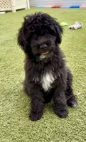 Rarity, a female Miniature Bernedoodle for sale in Concord, NC – 1 of 7
