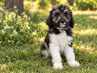 Bryson, a male Poodle - Standard  for sale in Concord, NC – 1 of 5