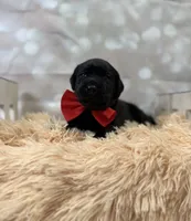 Moses, a male Labrador Retriever for sale in Concord, NC – 3 of 3