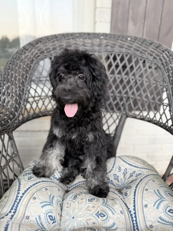 Trudy – Poodle - Miniature , Shepadoodle puppy for sale in Concord, NC