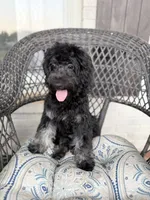Trudy, a female Poodle - Miniature  and Shepadoodle for sale in Concord, NC – 1 of 9