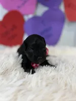 Marvin, a male Miniature Aussiedoodle for sale in Concord, NC – Photo 2 of 2