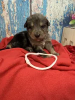 Silas, a male Shepadoodle for sale in Concord, NC – 2 of 3