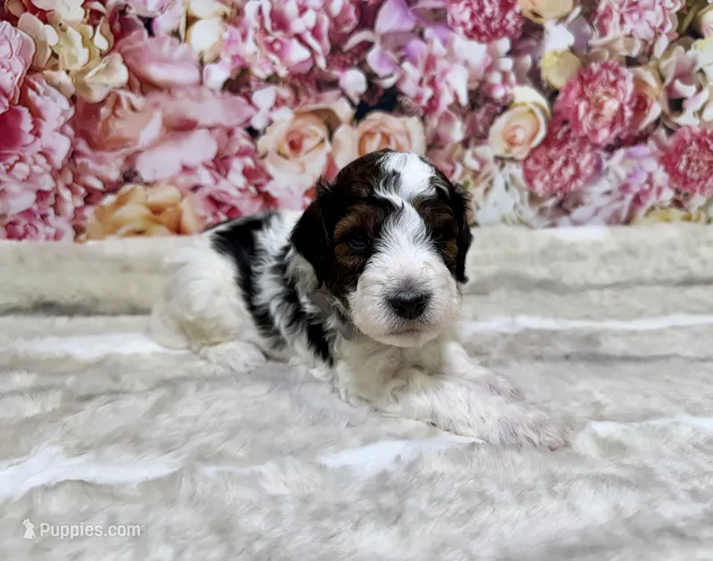 Adler – Poodle - Miniature  puppy for sale in Concord, NC