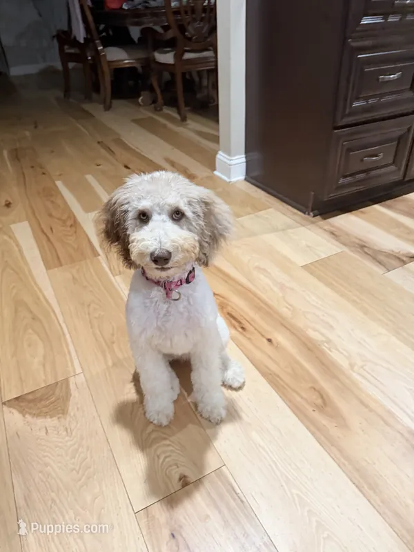 Clover – Shepadoodle puppy for sale in Concord, NC