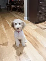 Clover, a female Shepadoodle for sale in Concord, NC – 1 of 1