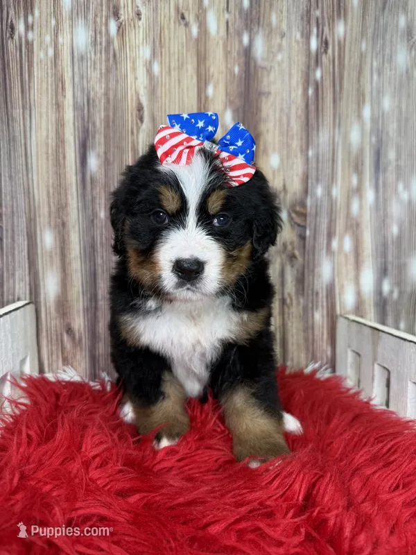 Valencia – Bernese Mountain Dog puppy for sale in Concord, NC
