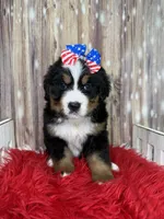 Valencia, a female Bernese Mountain Dog for sale in Concord, NC – 1 of 3