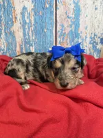 Sevyn, a female Shepadoodle for sale in Concord, NC – 1 of 4