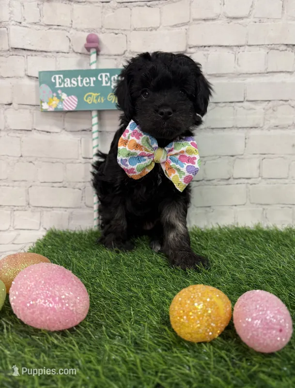 Maxton – Miniature Aussiedoodle puppy for sale in Concord, NC