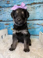 Sydney, a female Shepadoodle for sale in Concord, NC – 2 of 3