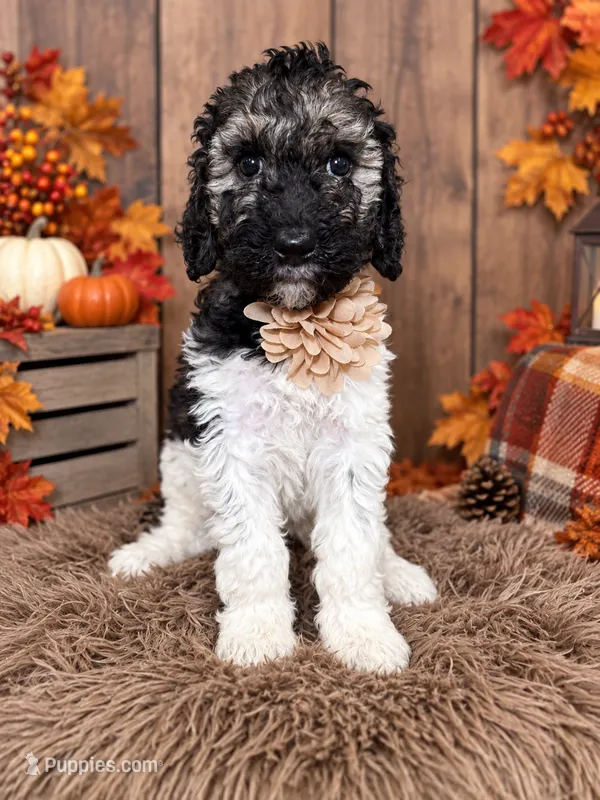 Bristol – Poodle - Standard  puppy for sale in Concord, NC