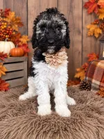 Bristol, a female Poodle - Standard  for sale in Concord, NC – 2 of 5