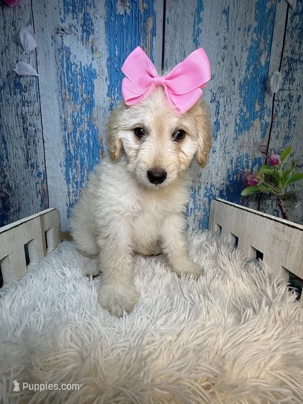 Rosalind – Miniature Bernedoodle puppy for sale in Concord, NC