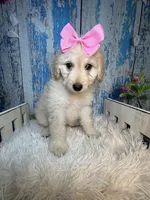 Rosalind, a female Miniature Bernedoodle for sale in Concord, NC – 1 of 9