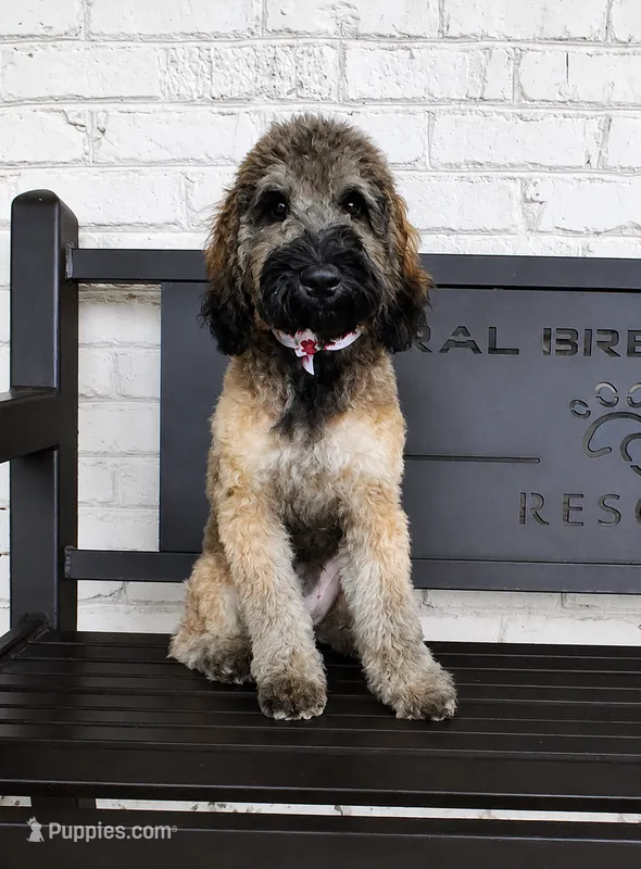Rosa – Miniature Bernedoodle puppy for sale in Concord, NC