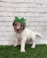 Norah, a female Shepadoodle for sale in Concord, NC – Photo 2 of 4