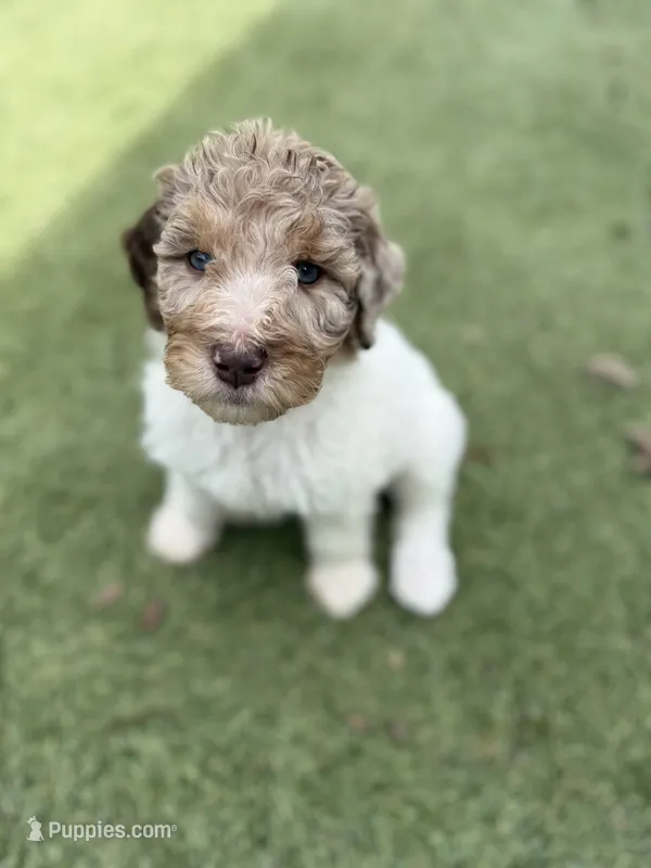 Norah – Shepadoodle puppy for sale in Concord, NC