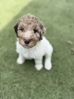 Norah, a female Shepadoodle for sale in Concord, NC – Photo 1 of 4