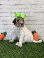 Norah, a female Shepadoodle for sale in Concord, NC – Photo 3 of 4