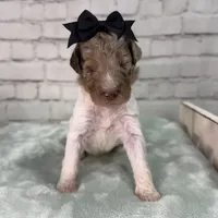 Norah, a female Shepadoodle for sale in Concord, NC – Photo 4 of 4