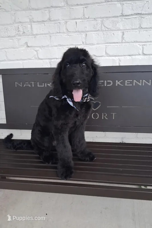 Ralph – Bernedoodle puppy for sale in Concord, NC