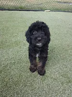 Callum, a male Miniature Goldendoodle for sale in Concord, NC – 5 of 6