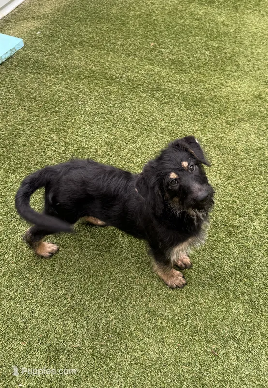 Sydney – Shepadoodle puppy for sale in Concord, NC
