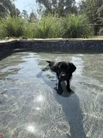 Noah, a male Labrador Retriever for sale in Concord, NC – 8 of 8