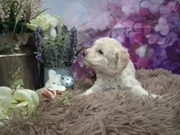 Clarissa, a female Miniature Goldendoodle for sale in Concord, NC – 6 of 7