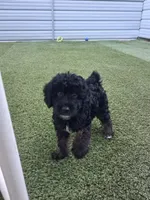 Callum, a male Miniature Goldendoodle for sale in Concord, NC – 2 of 6