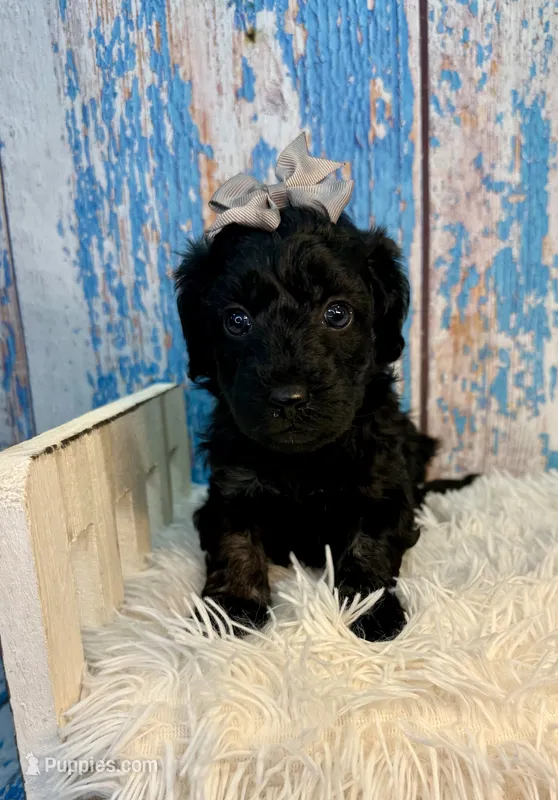 Trudy – Poodle - Miniature , Shepadoodle puppy for sale in Concord, NC