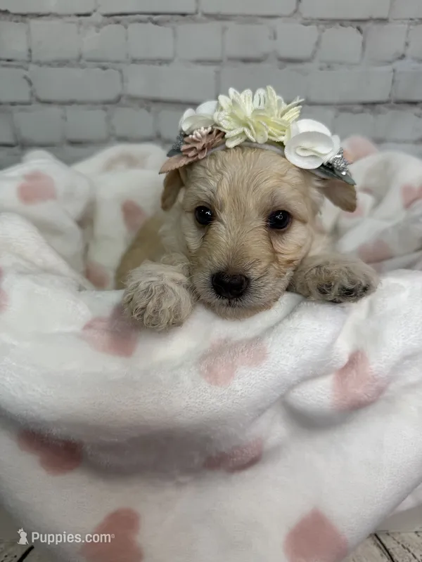 Rosalind – Miniature Bernedoodle puppy for sale in Concord, NC