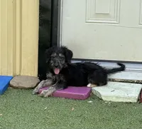 Sianna, a female Shepadoodle for sale in Concord, NC – 2 of 7