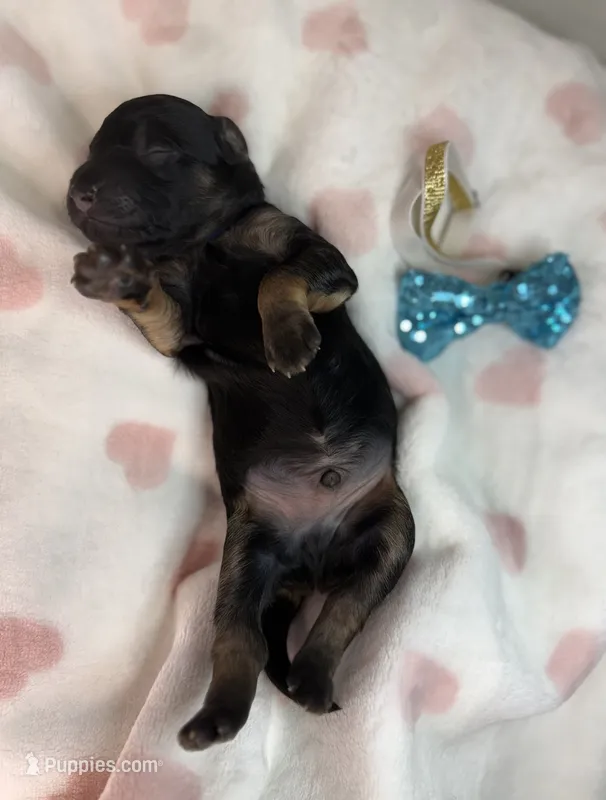 Toban – Poodle - Miniature , Shepadoodle puppy for sale in Concord, NC